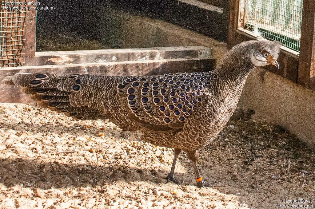 Grey Peacock-Pheasant male adult breeding, identification, aspect, pigmentation