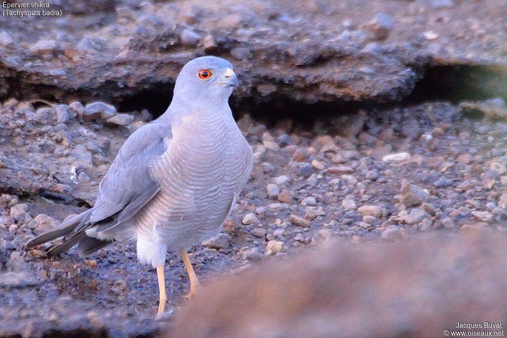 Shikra male adult