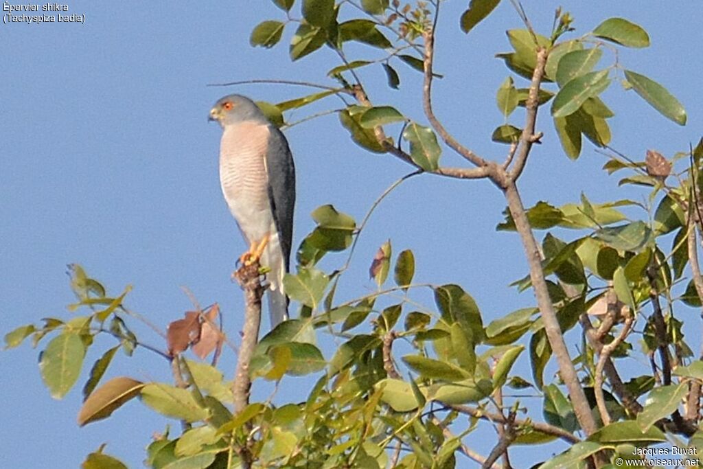 Épervier shikra mâle adulte