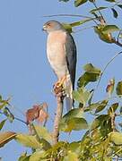 Shikra