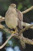 Shikra