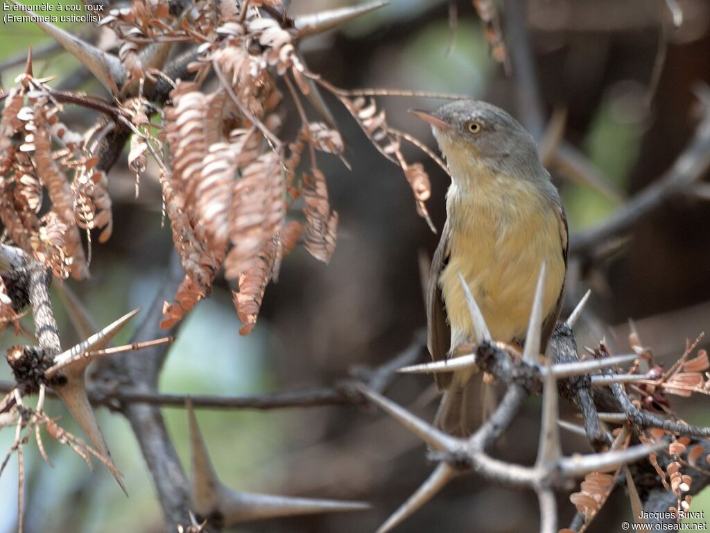 Burnt-necked Eremomelaadult