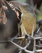 Burnt-necked Eremomela