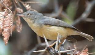 Burnt-necked Eremomela