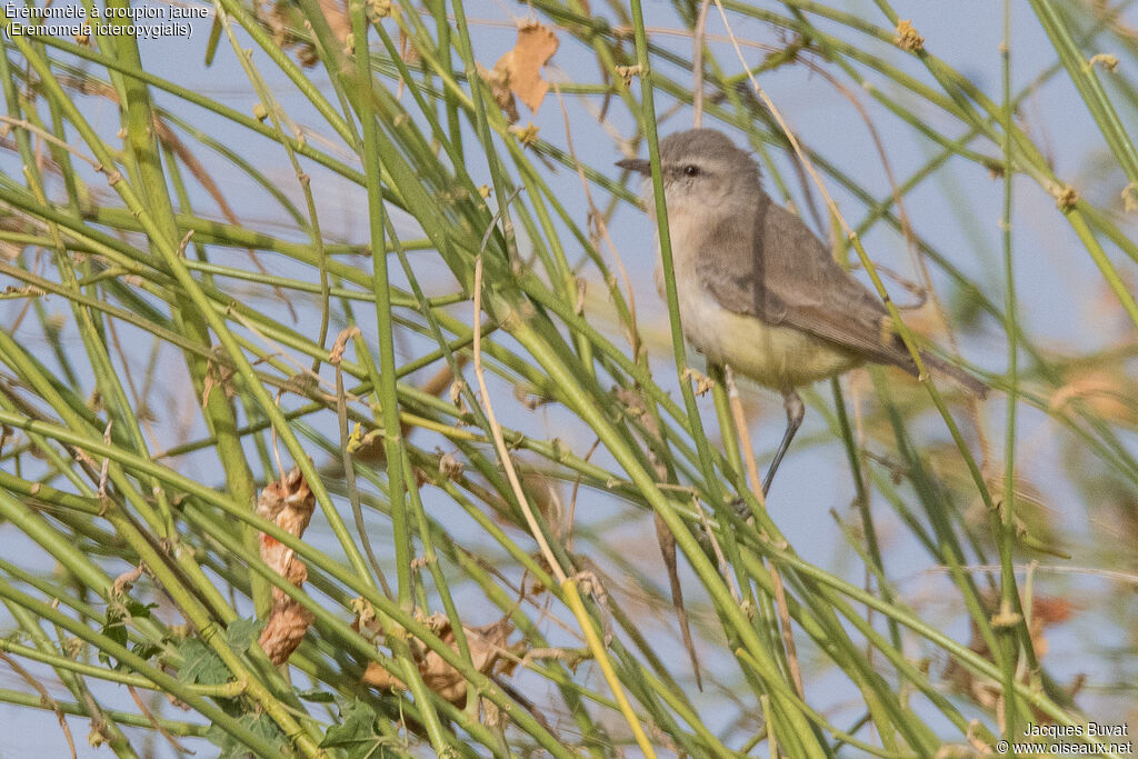 Yellow-bellied Eremomela