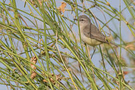 Yellow-bellied Eremomela