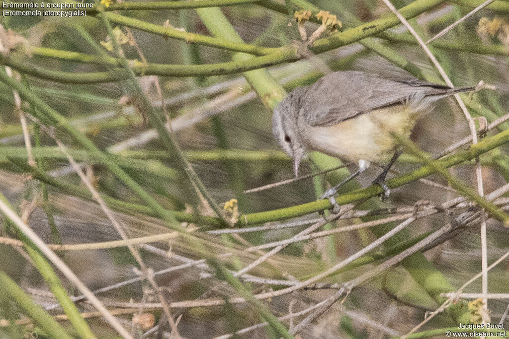 Yellow-bellied Eremomela