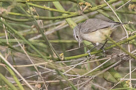 Yellow-bellied Eremomela