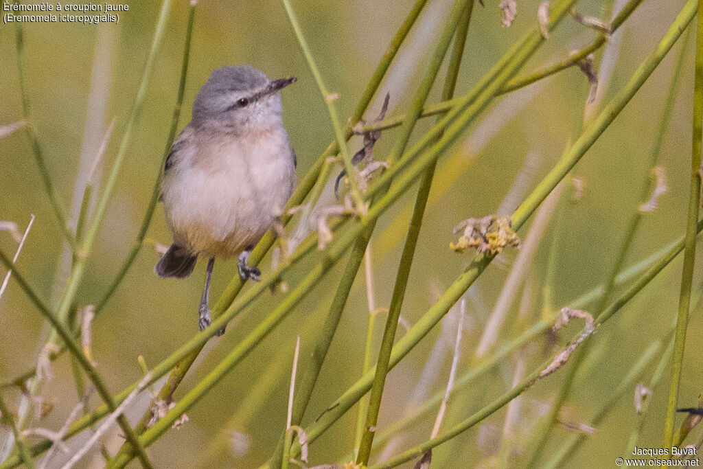 Yellow-bellied Eremomela, close-up portrait, aspect, pigmentation