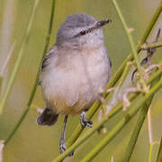 Yellow-bellied Eremomela