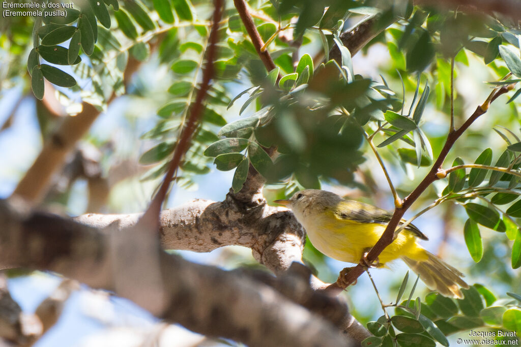 Senegal Eremomelaadult