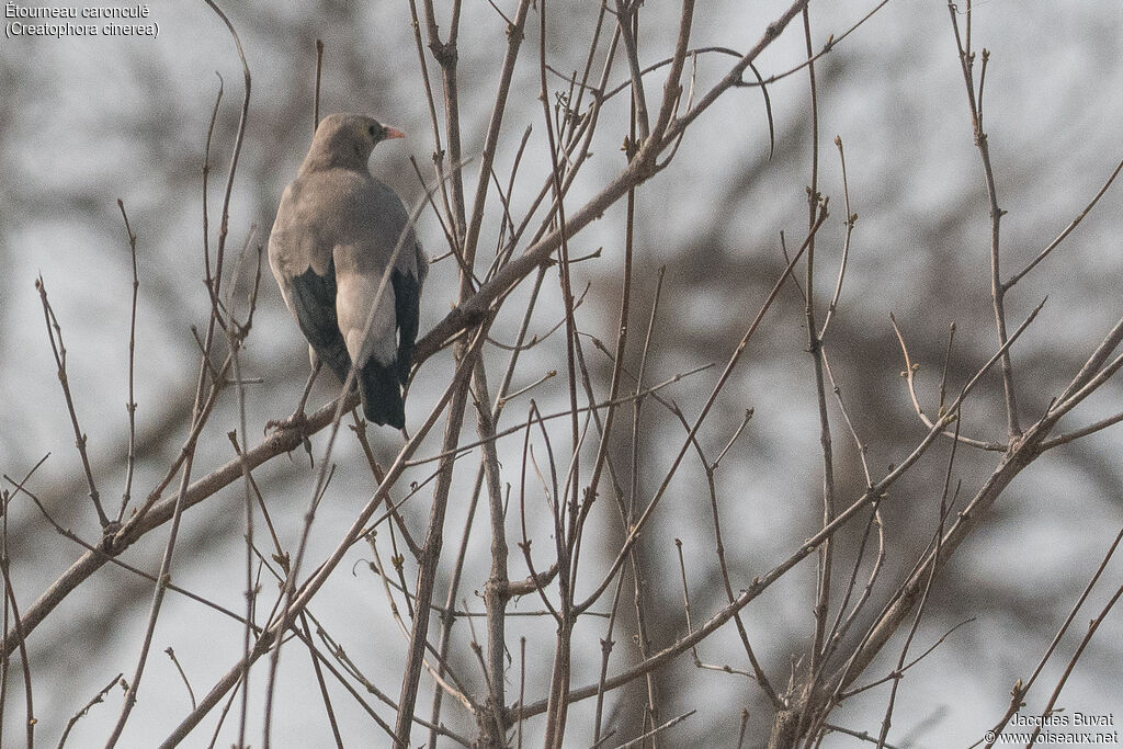 Wattled Starlingadult post breeding