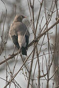 Wattled Starling