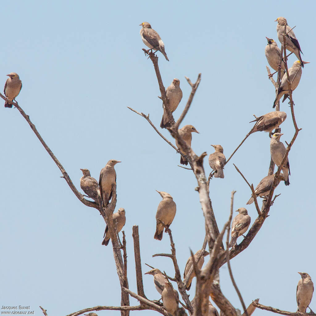 Wattled Starlingpost breeding, aspect, pigmentation, Behaviour