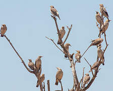 Wattled Starling