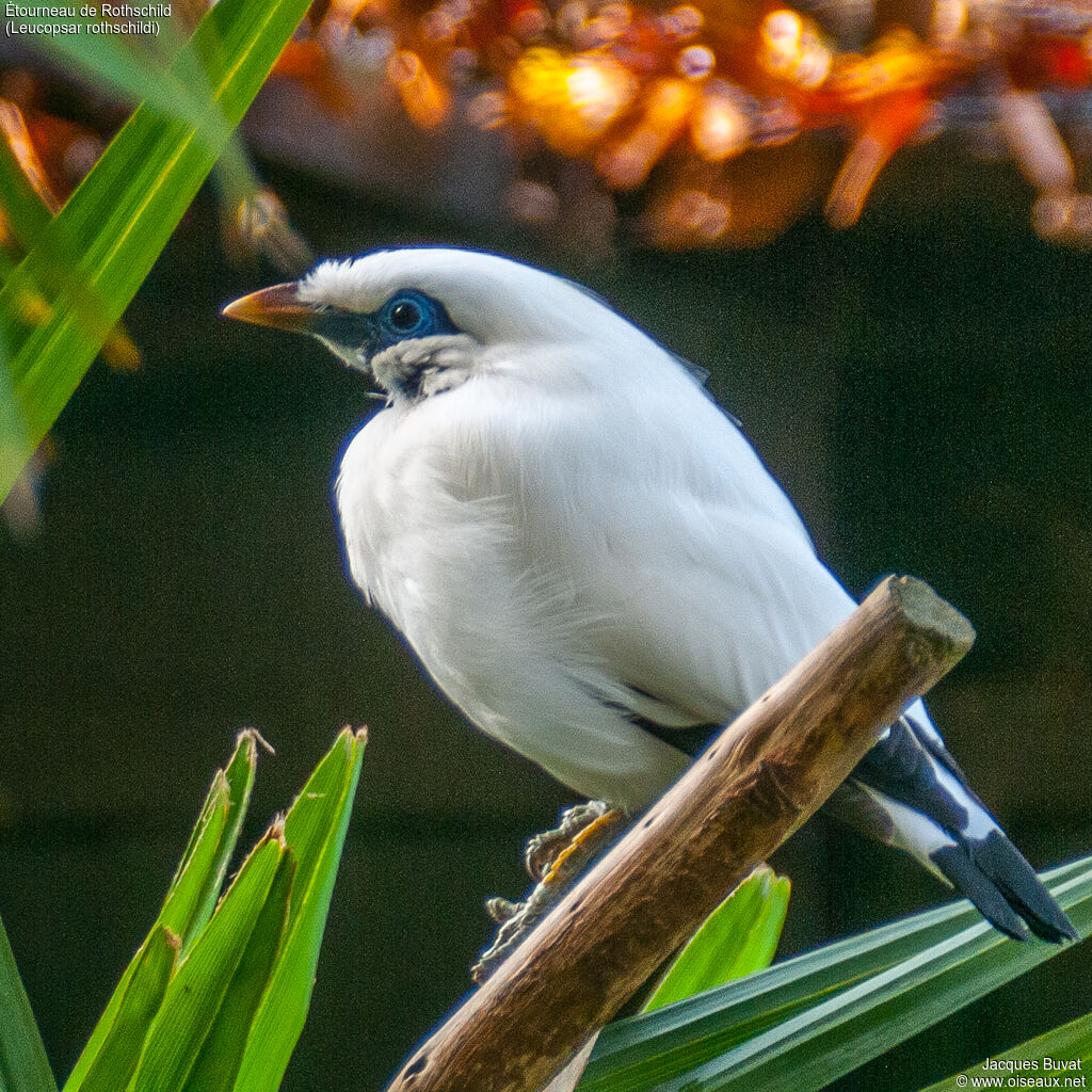 Bali Mynaadult breeding, close-up portrait, aspect, pigmentation