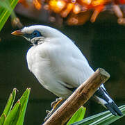 Bali Myna