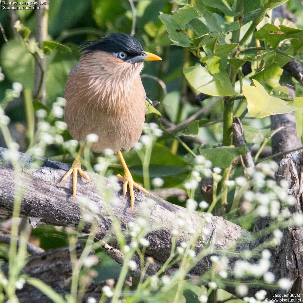 Brahminy Starling