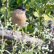 Brahminy Starling