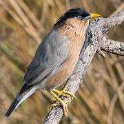 Brahminy Starling