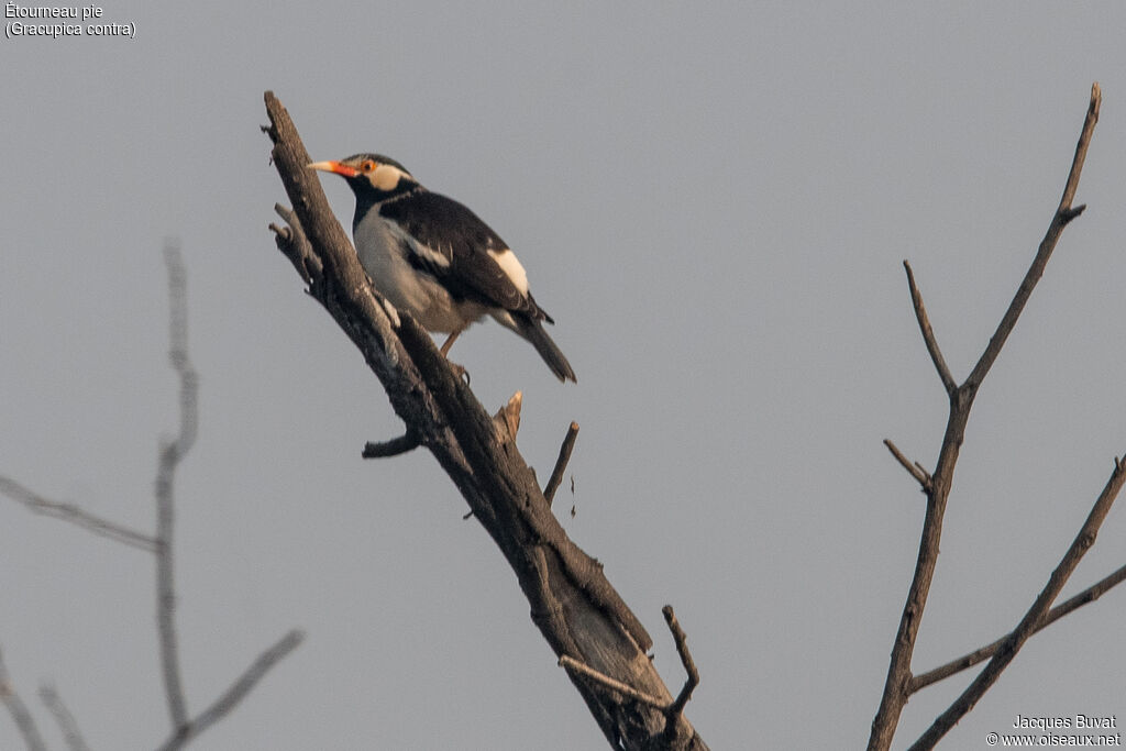 Pied Mynaadult, identification, aspect, pigmentation