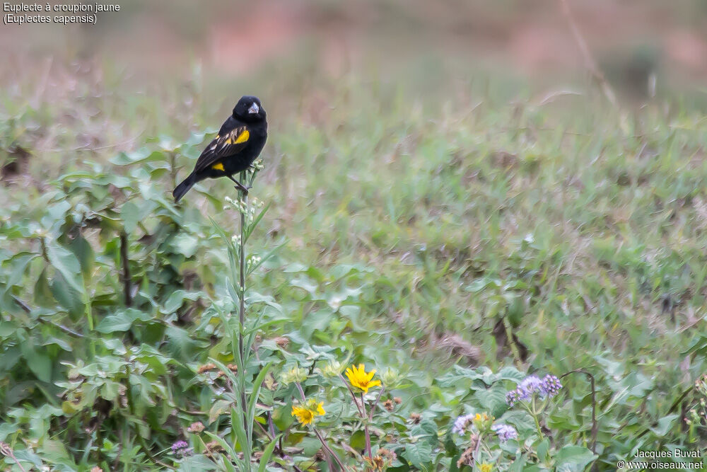 Yellow Bishop male adult breeding