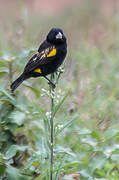 Yellow Bishop