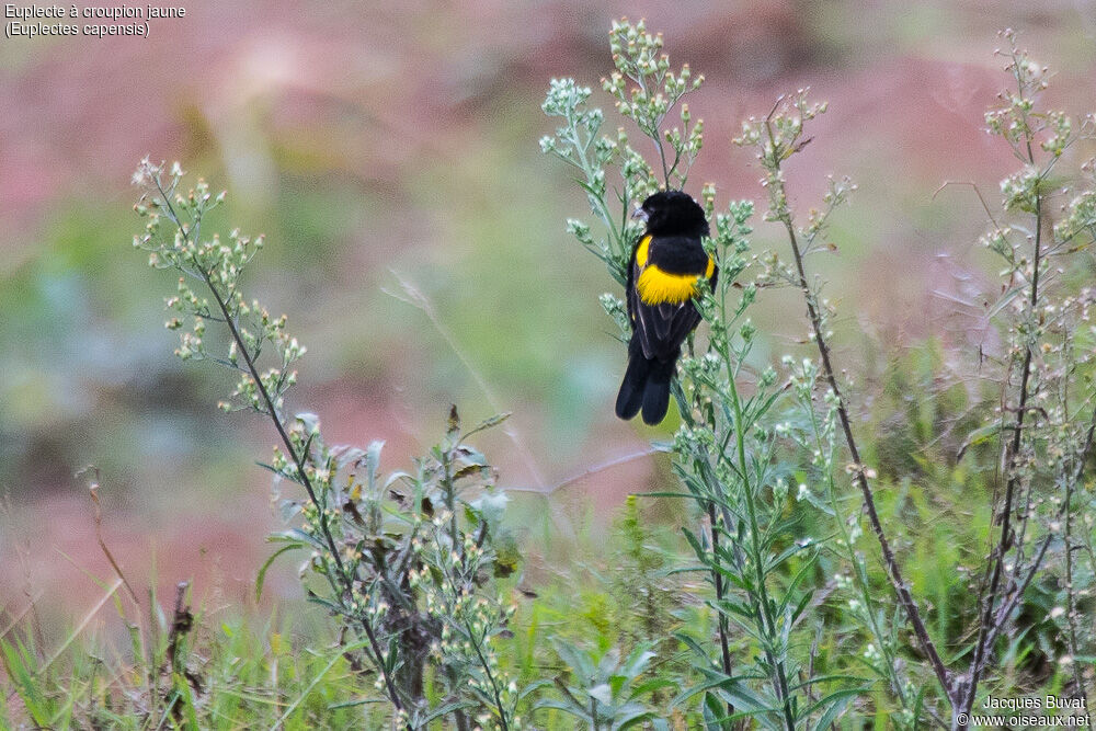 Yellow Bishop male adult breeding