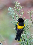 Yellow Bishop