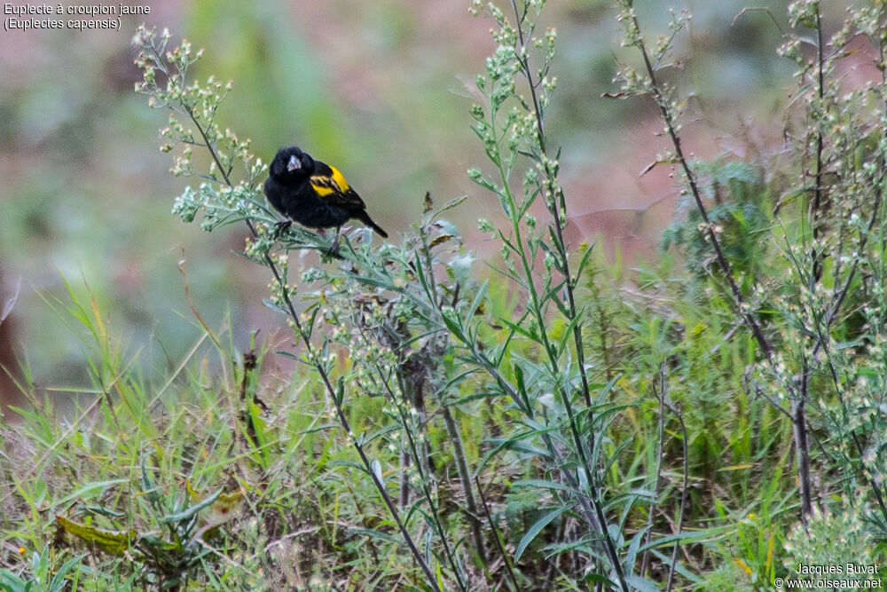 Yellow Bishop male adult breeding