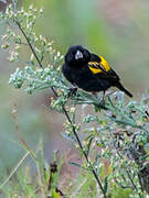 Yellow Bishop