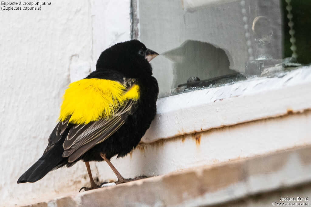 Yellow Bishop male adult breeding