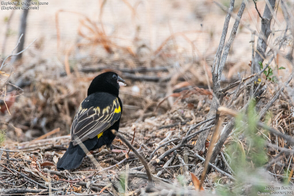 Yellow Bishop male adult breeding