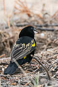 Yellow Bishop