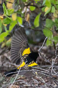 Yellow Bishop