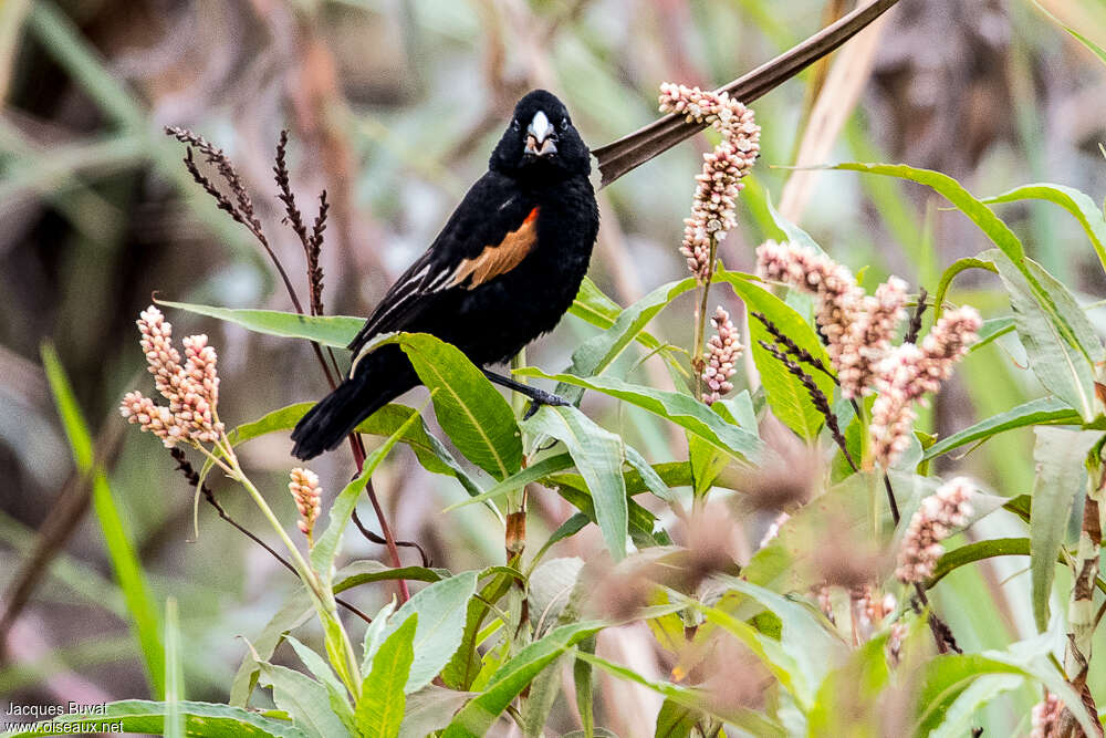 Euplecte à épaules orangées mâle adulte nuptial, habitat, pigmentation