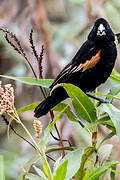 Fan-tailed Widowbird