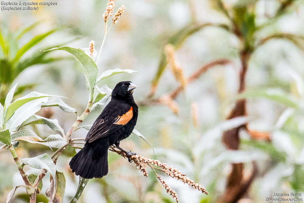 Fan-tailed Widowbird male adult breeding, identification, habitat, aspect, pigmentation, courting display