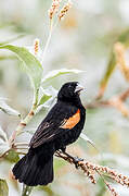 Fan-tailed Widowbird