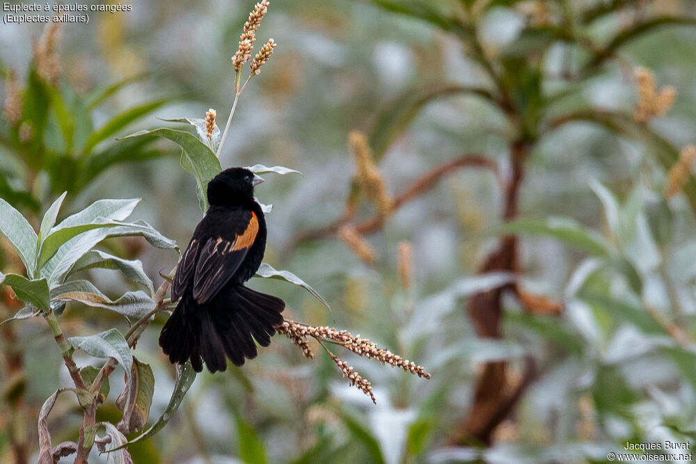 Fan-tailed Widowbird male adult breeding