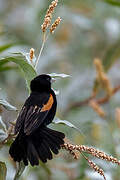 Fan-tailed Widowbird