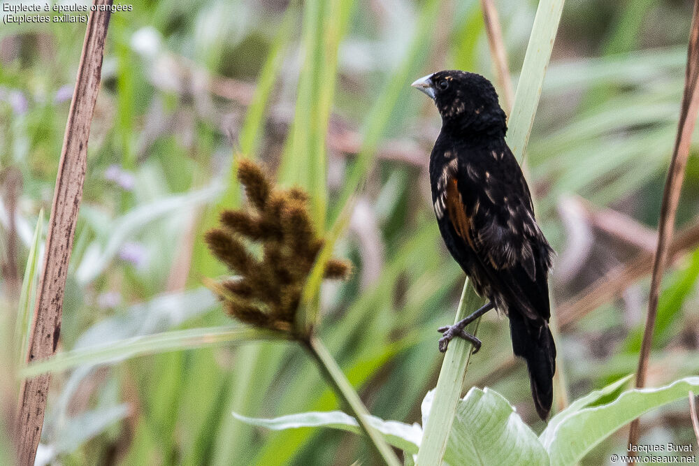 Fan-tailed Widowbird male subadult transition