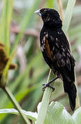 Fan-tailed Widowbird