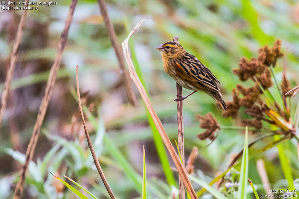 Fan-tailed Widowbird female adult