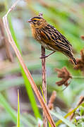 Fan-tailed Widowbird