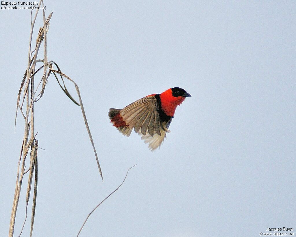 Northern Red Bishop male adult breeding, identification, habitat, aspect, pigmentation, Flight