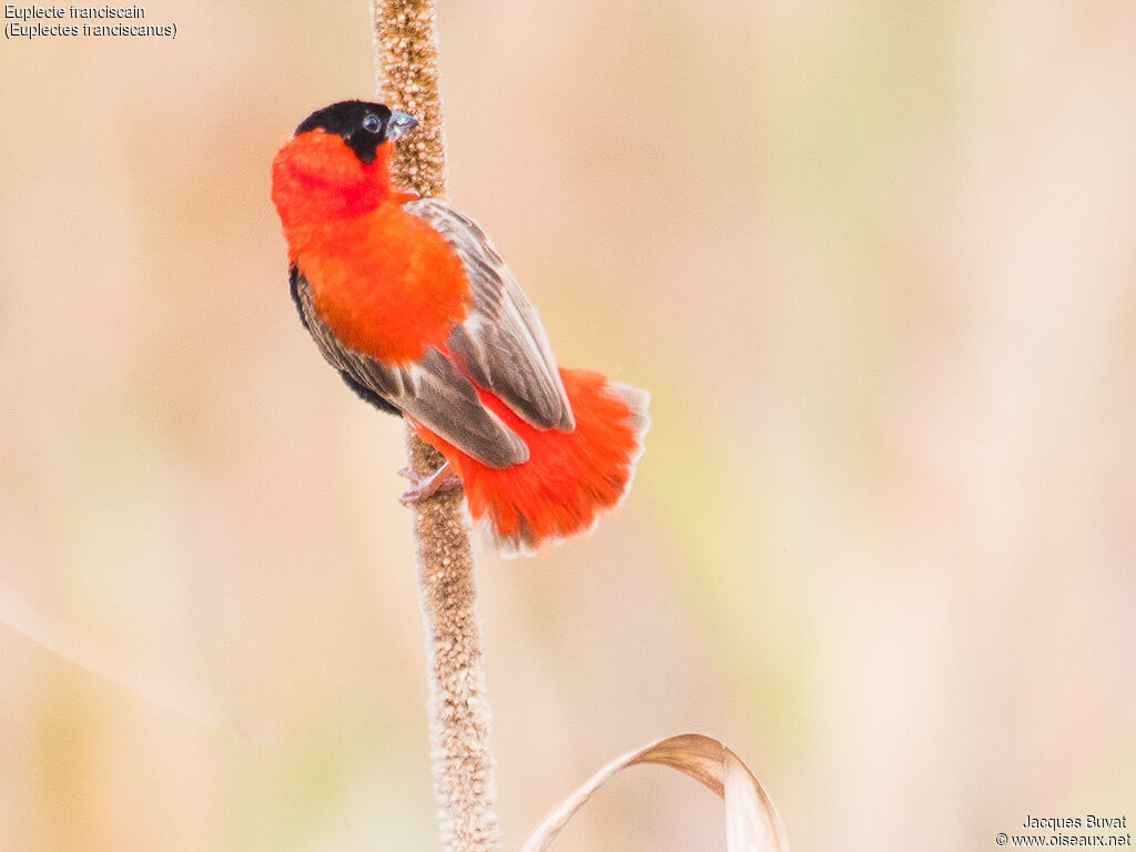 Northern Red Bishop male adult breeding