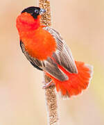 Northern Red Bishop