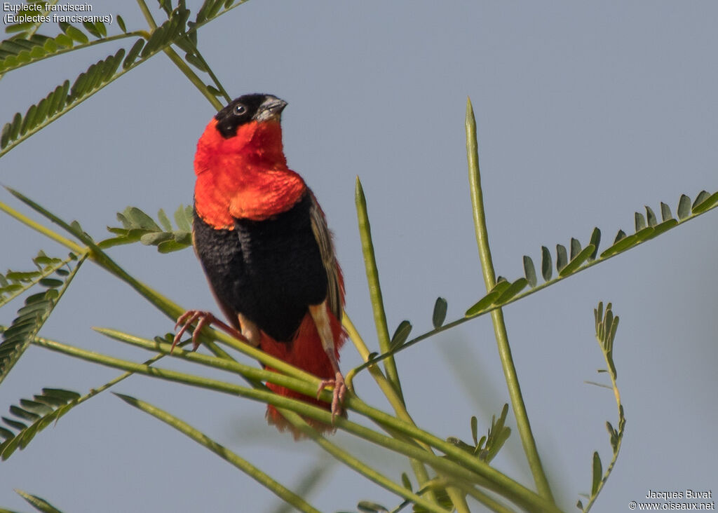 Northern Red Bishop male adult breeding