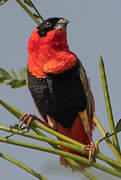 Northern Red Bishop